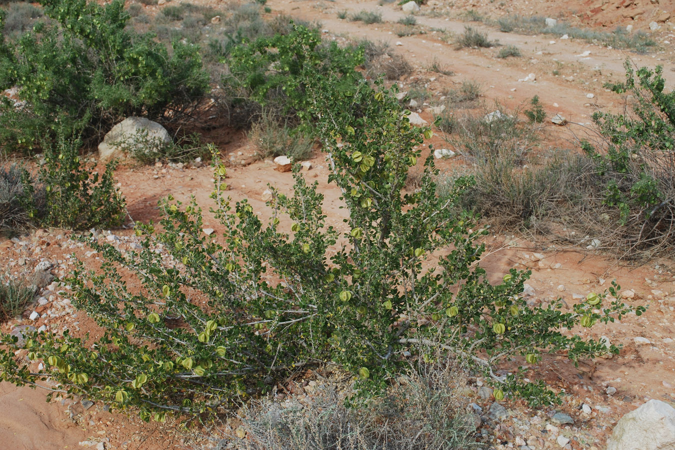 Изображение особи Zygophyllum atriplicoides.