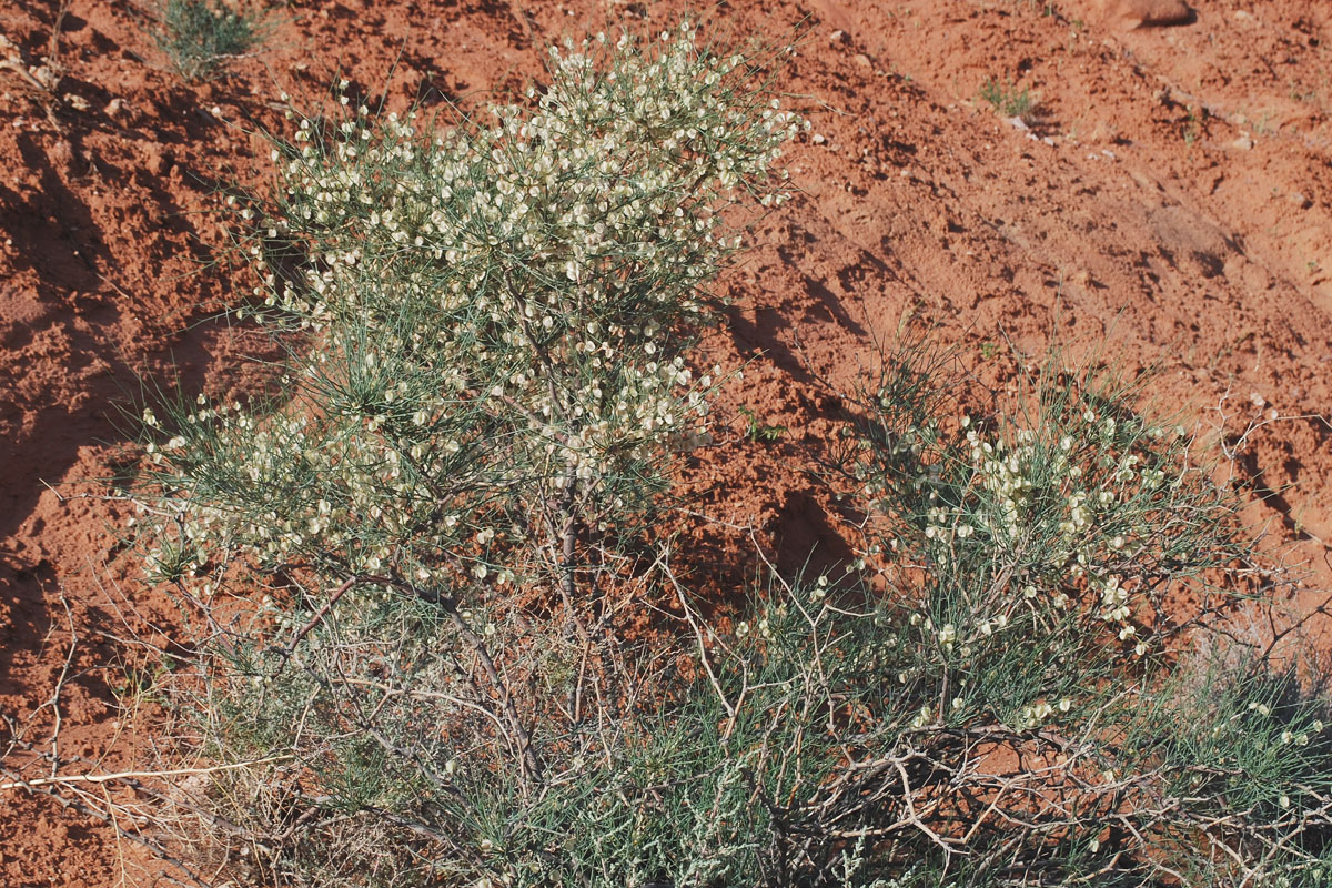 Image of genus Calligonum specimen.