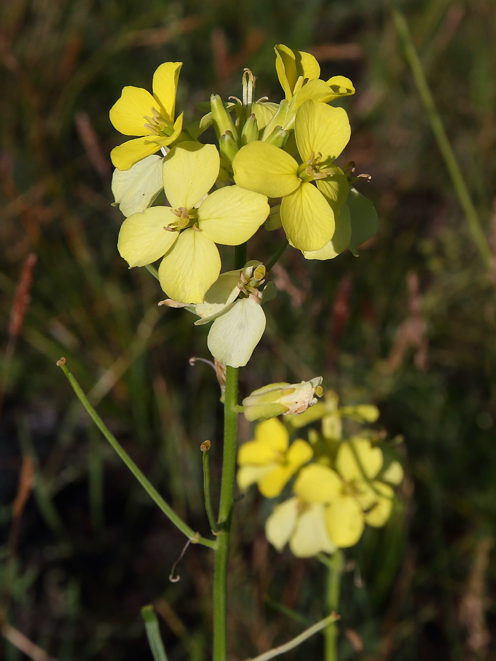 Изображение особи Erysimum flavum.