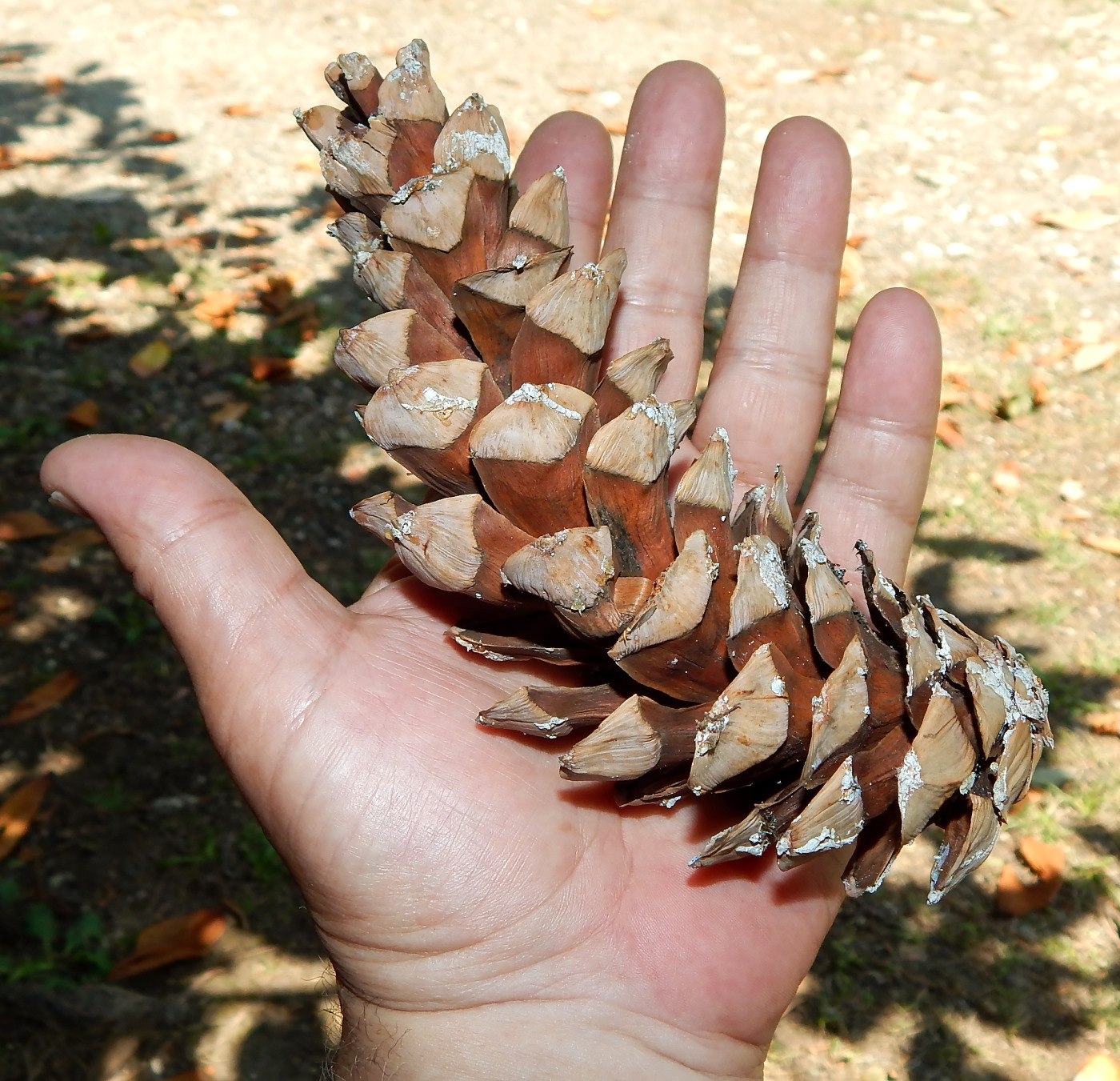 Изображение особи Pinus strobus.