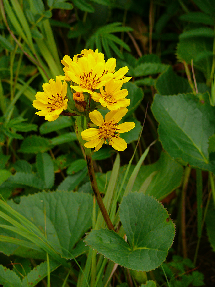 Image of Ligularia hodgsonii specimen.