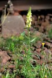 Linaria vulgaris. Цветущее растение с участием Leontodon autumnalis (справа) и Epilobium adenocaulon. Санкт-Петербург, Кировский р-н, окр. ж.-д. ст. Броневая, близ ж.-д. полотна. 20.08.2021.