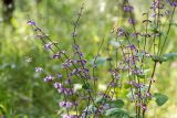 Salvia judaica. Верхушка цветущего растения. Израиль, лес Бен-Шемен. 20.04.2019.