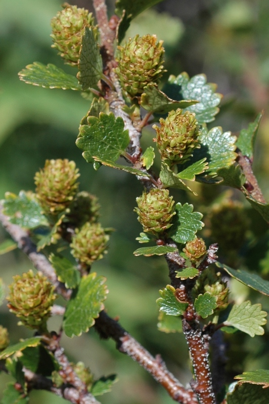 Image of Betula rotundifolia specimen.