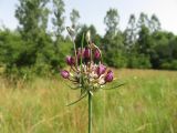 Allium vineale