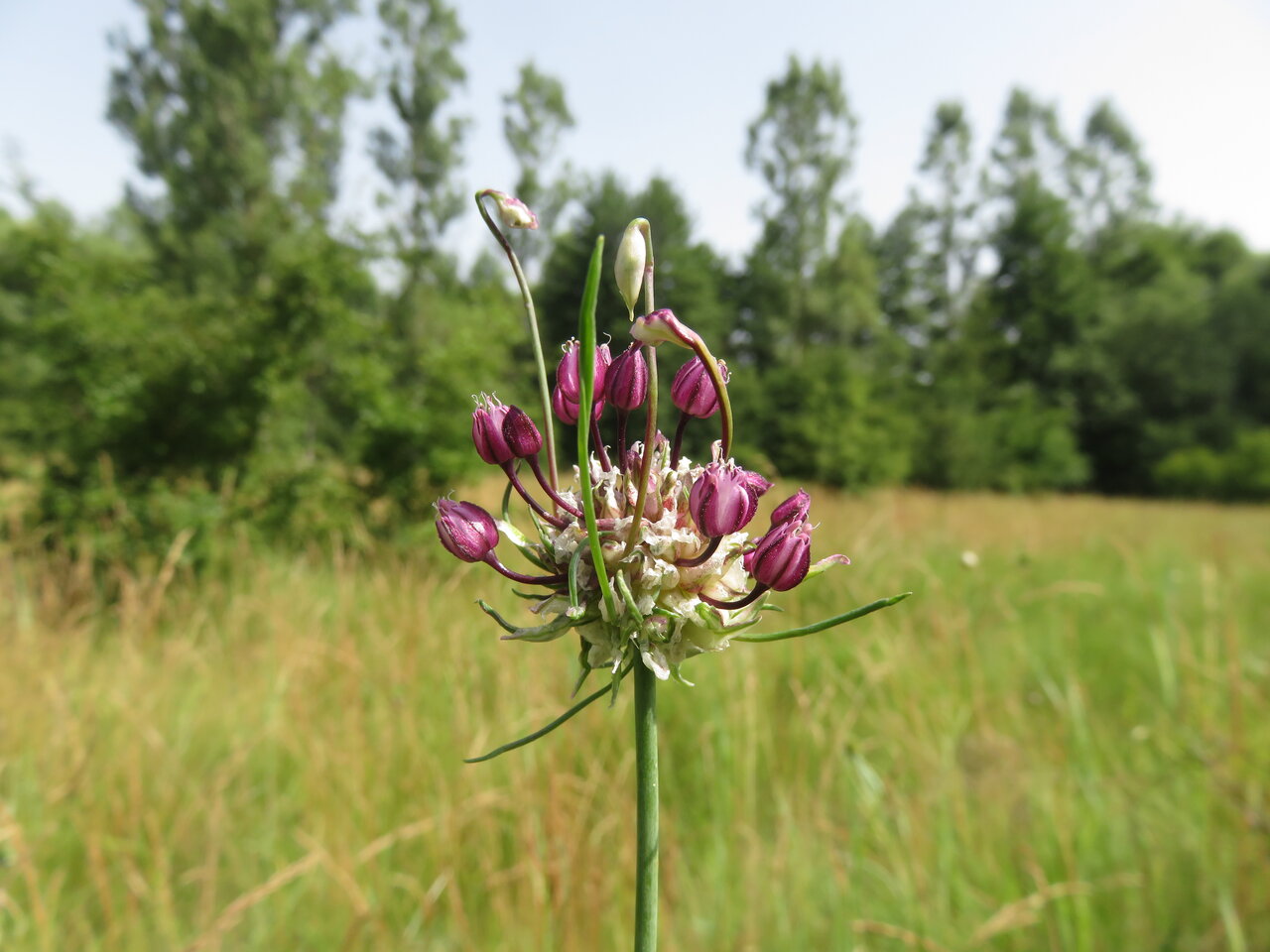 Изображение особи Allium vineale.