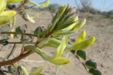 Astragalus flexus