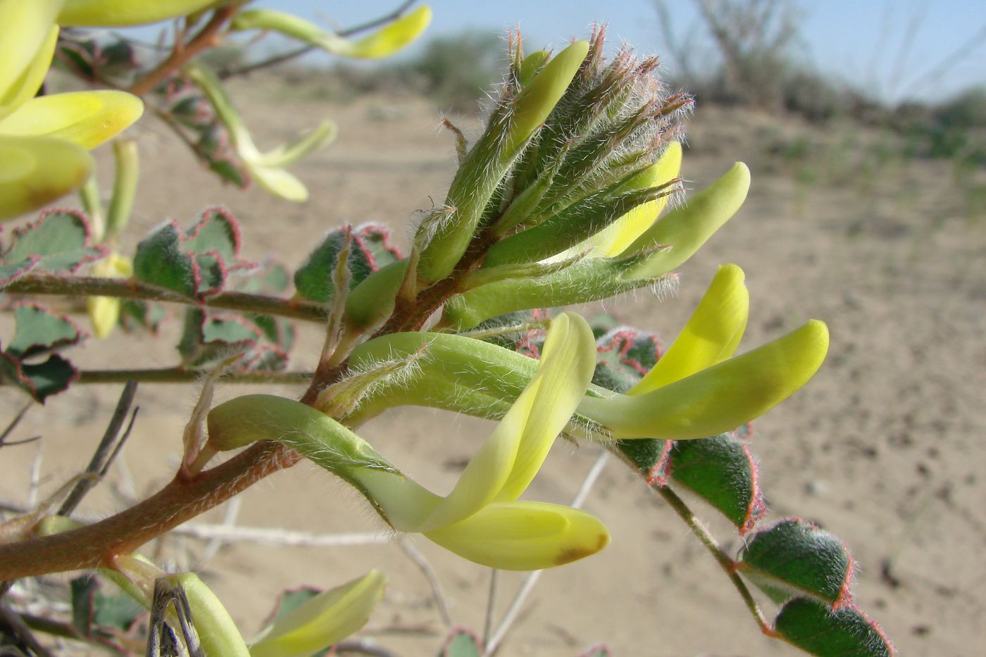 Изображение особи Astragalus flexus.