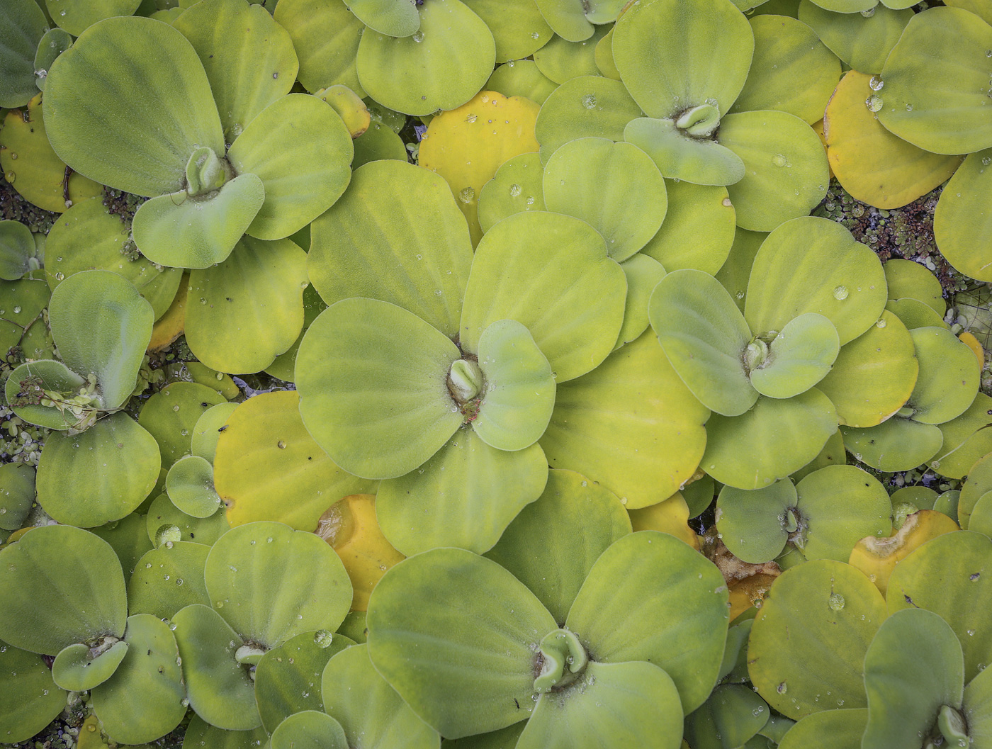 Изображение особи Pistia stratiotes.