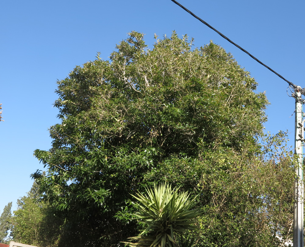 Image of Citharexylum spinosum specimen.