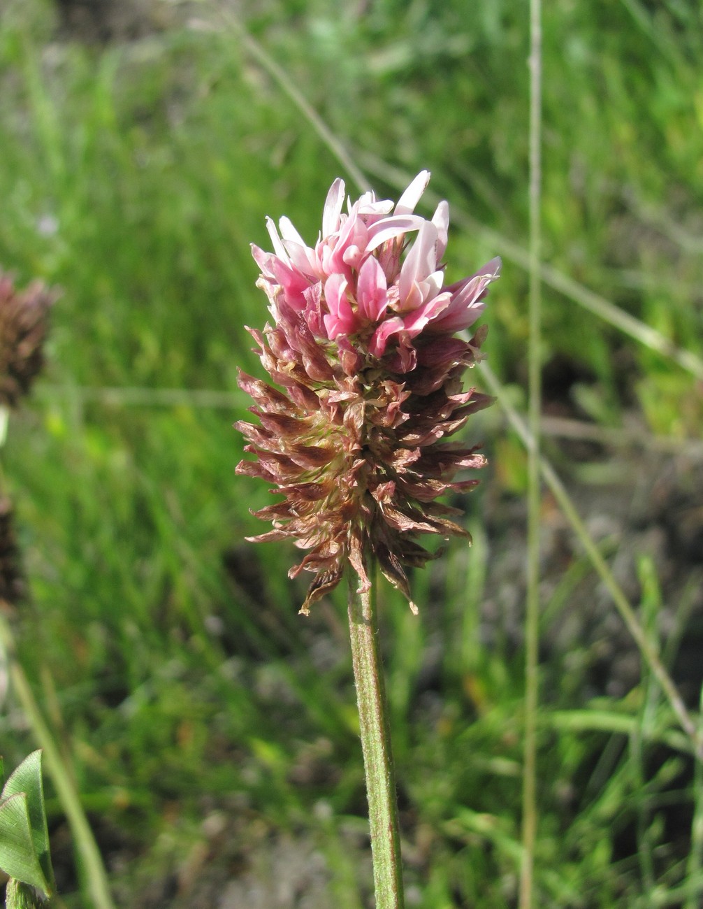 Изображение особи Trifolium ambiguum.