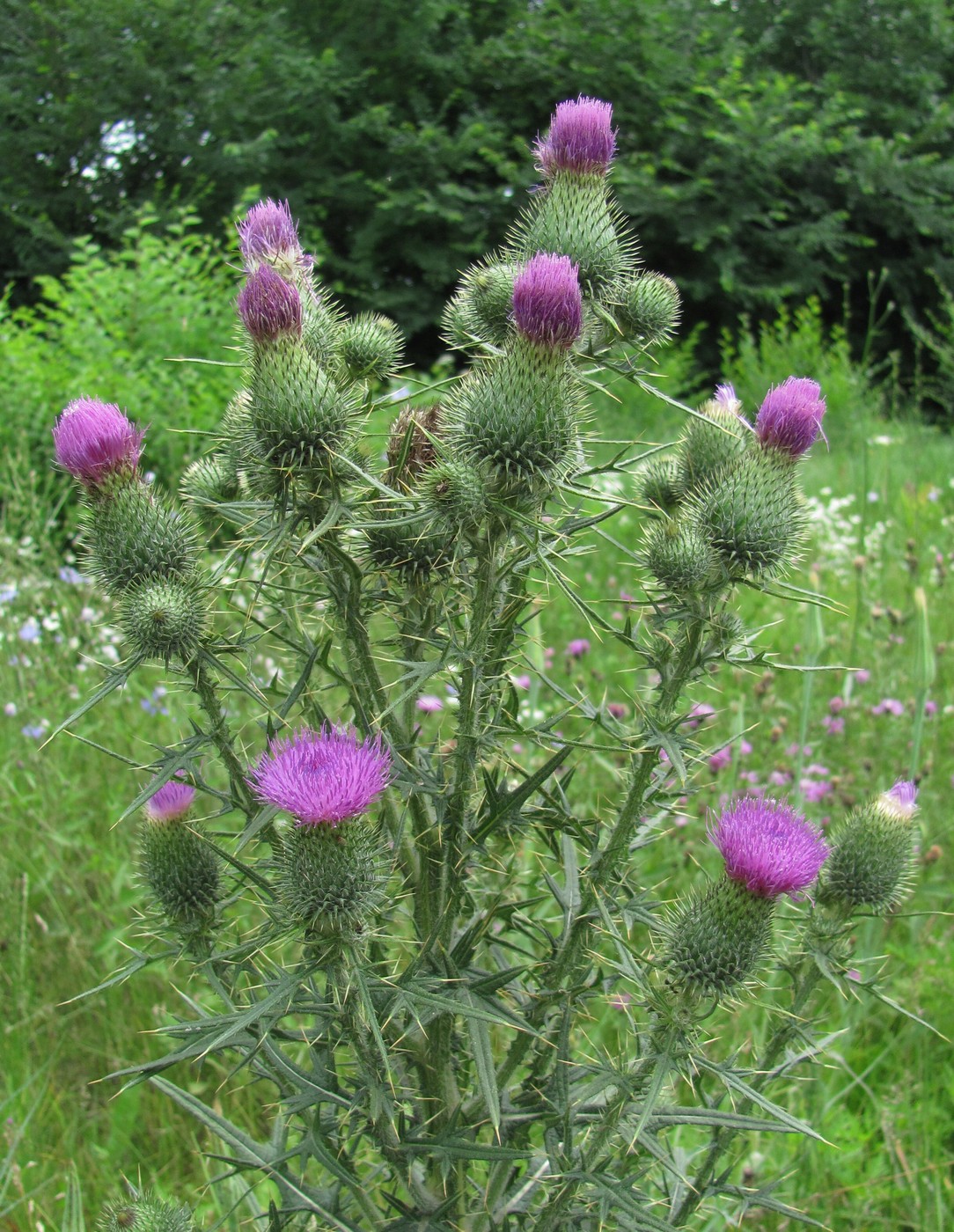 Изображение особи Cirsium vulgare.