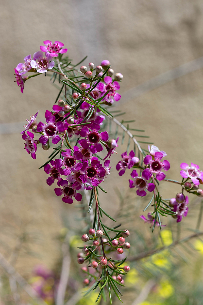 Image of Chamelaucium uncinatum specimen.