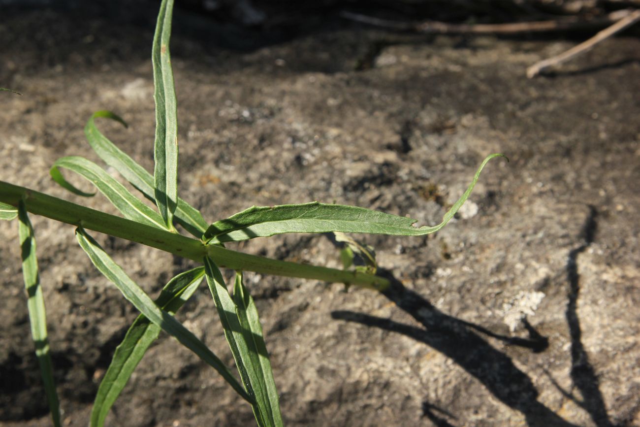 Image of genus Hieracium specimen.