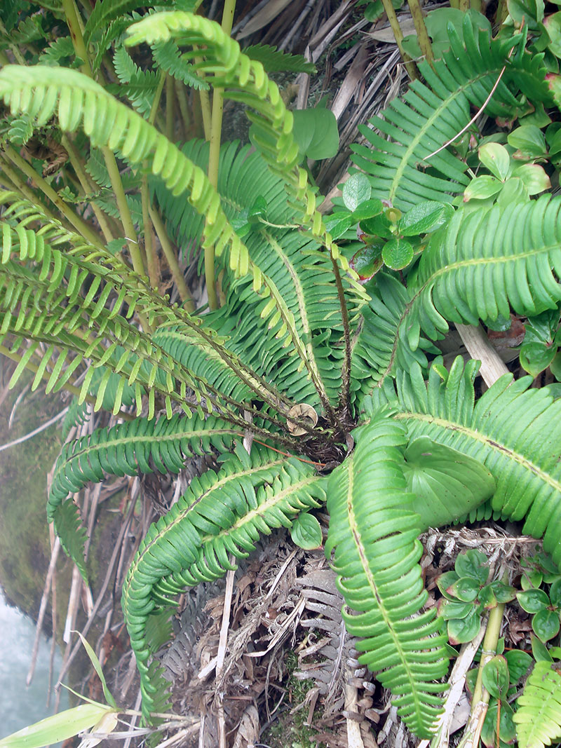 Image of Blechnum nipponicum specimen.