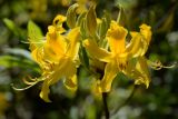 Rhododendron luteum. Цветы и бутоны. Краснодарский край, Лазаревский р-н, мкр-н Дагомыс, гора Успенка 230 м н.у.м., лес. 03.05.2022.