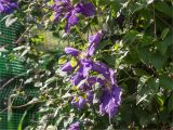 Clematis × jackmanii. Веточки с цветками. Абхазия, г. Сухум, Сухумский ботанический сад. 14.05.2021.