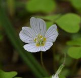 Oxalis acetosella. Цветок. Калужская обл., Боровский р-н, еловая часть леса между деревней Чёлохово и Чёлоховским ручьём. 26.05.2022.