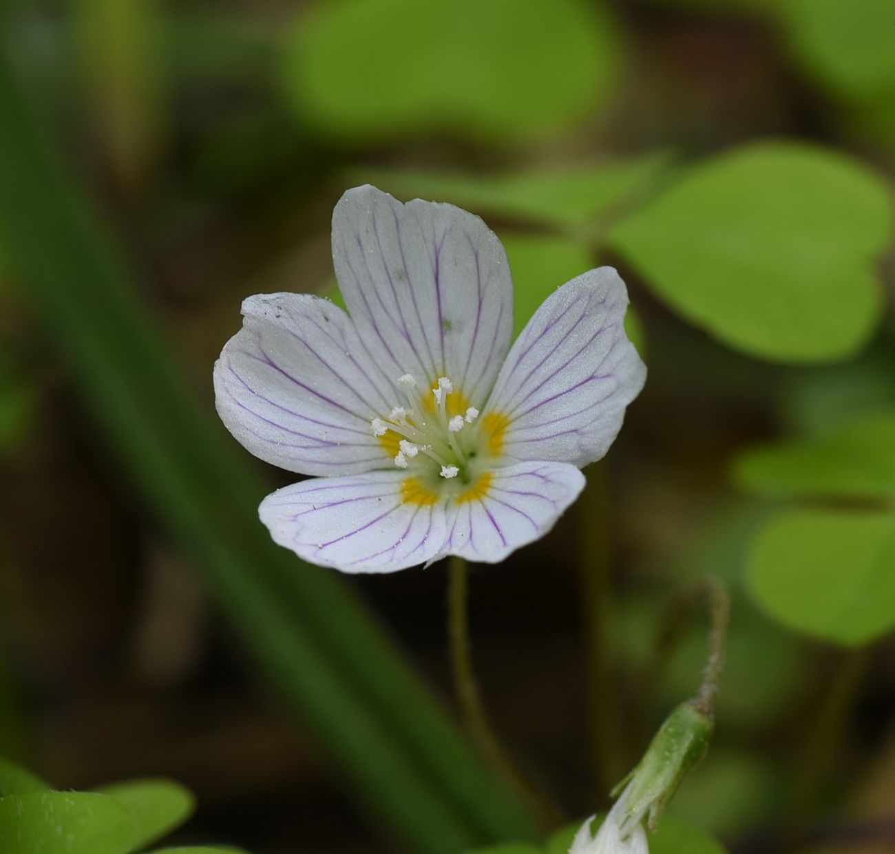 Изображение особи Oxalis acetosella.