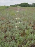 Silene viscosa