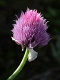 Allium schoenoprasum