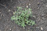genus Nepeta