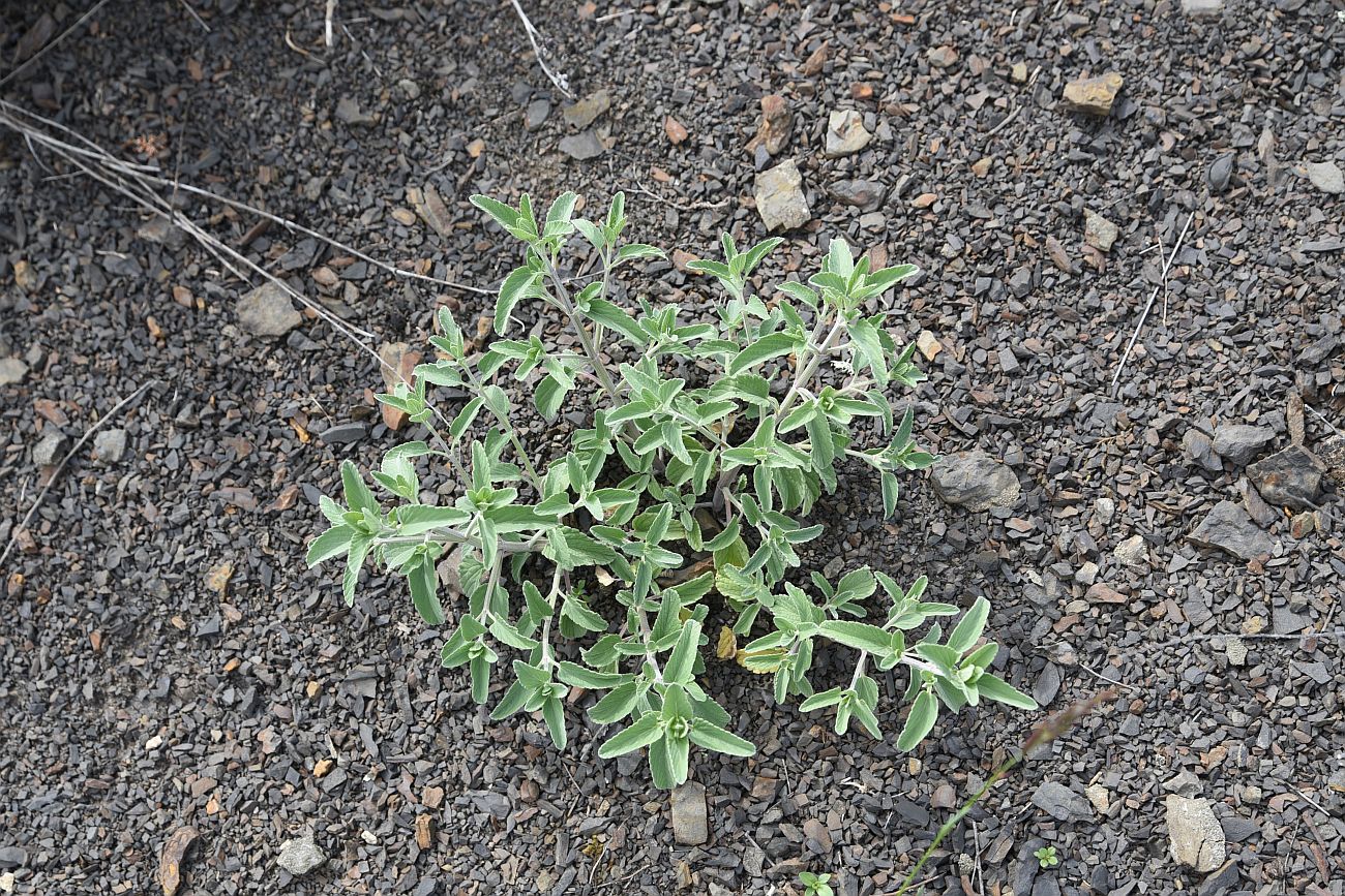 Image of genus Nepeta specimen.