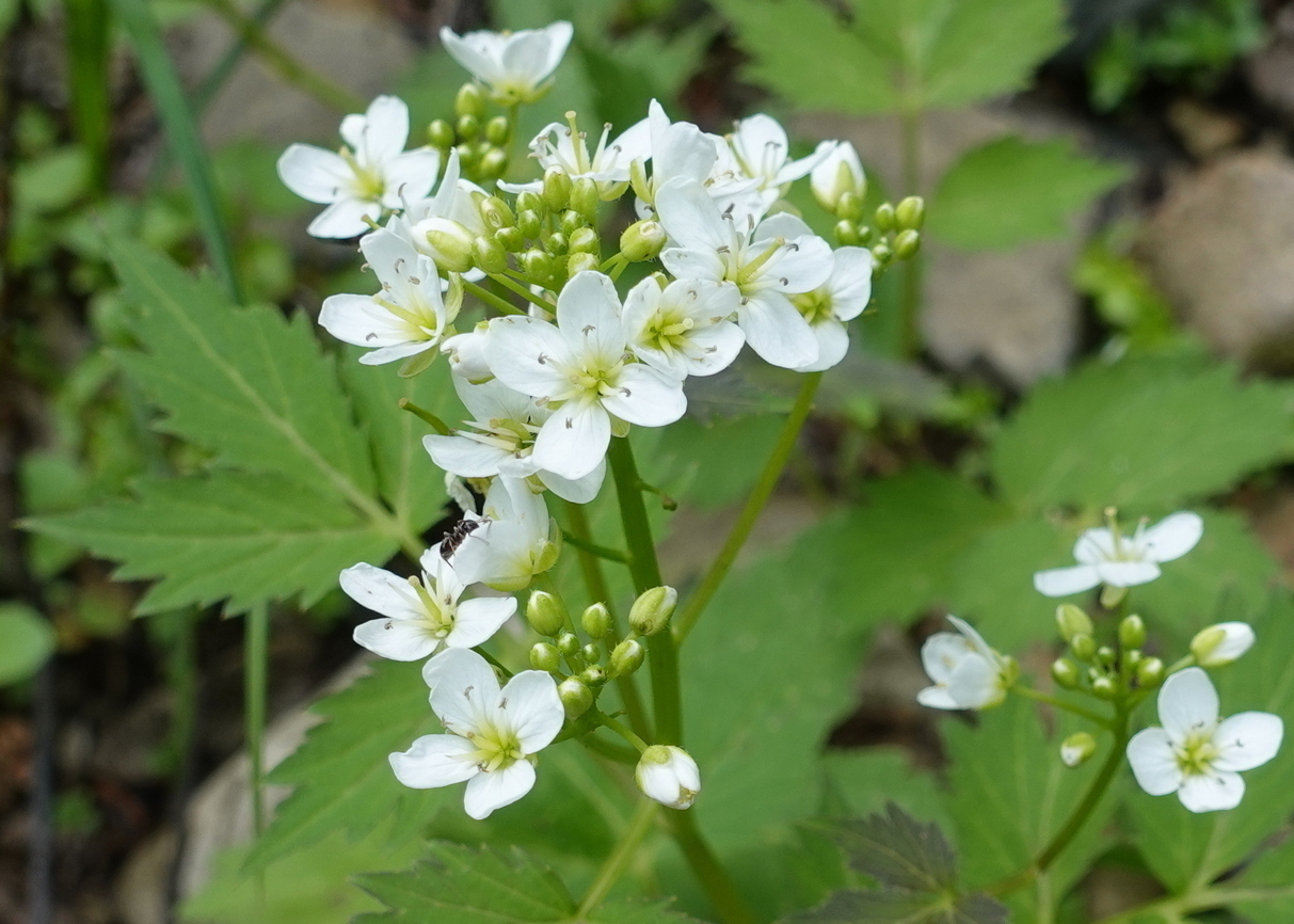 Изображение особи Cardamine leucantha.