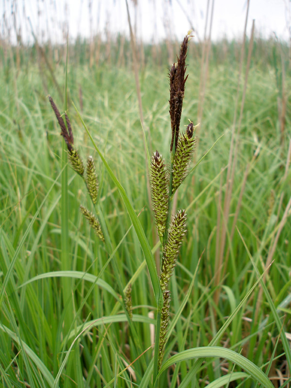 Изображение особи Carex riparia.