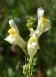 Linaria vulgaris. Цветки, бутоны и плод на верхушке соцветия. Марий Эл, Оршанский р-н, окр. оз. Табашинское, поляна у кустарниковых зарослей. 12.08.2022.