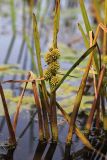 Sparganium japonicum. Плодоносящее растение. Приморский край, Ольгинский р-н, окр. пгт Ольга, вблизи устья р. Аввакумовка на левом берегу, на мелководье у берега озера. 01.09.2022.