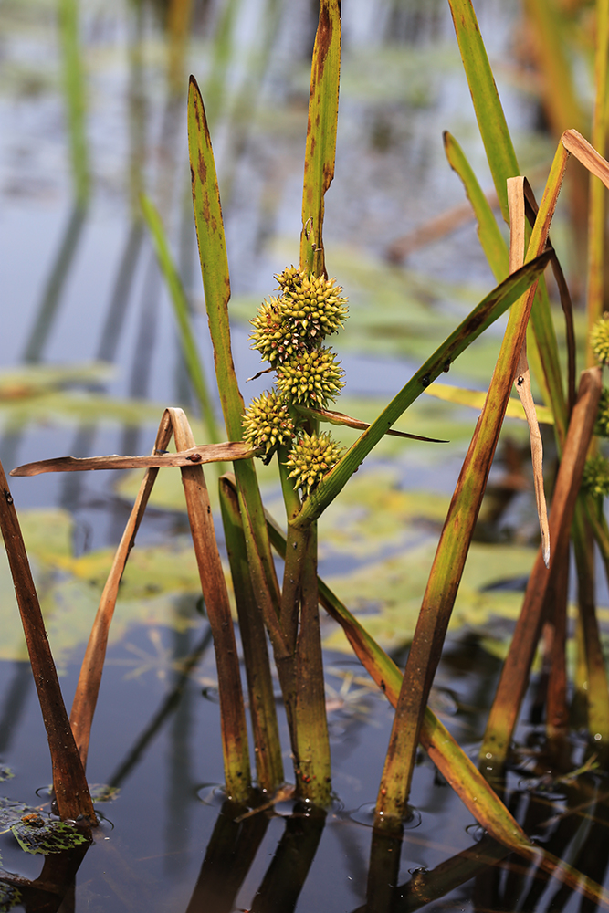 Image of Sparganium japonicum specimen.