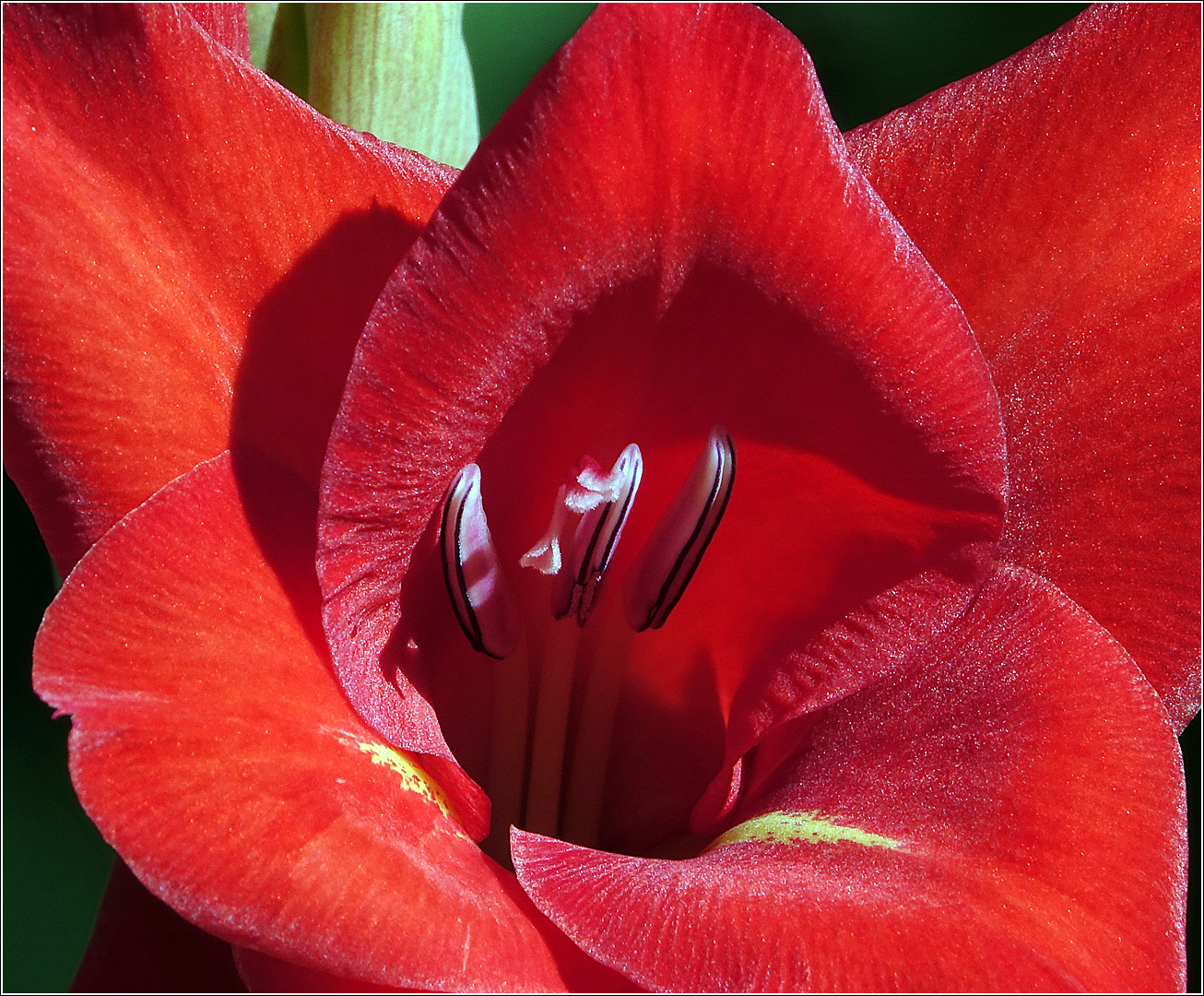 Image of Gladiolus × gandavensis specimen.
