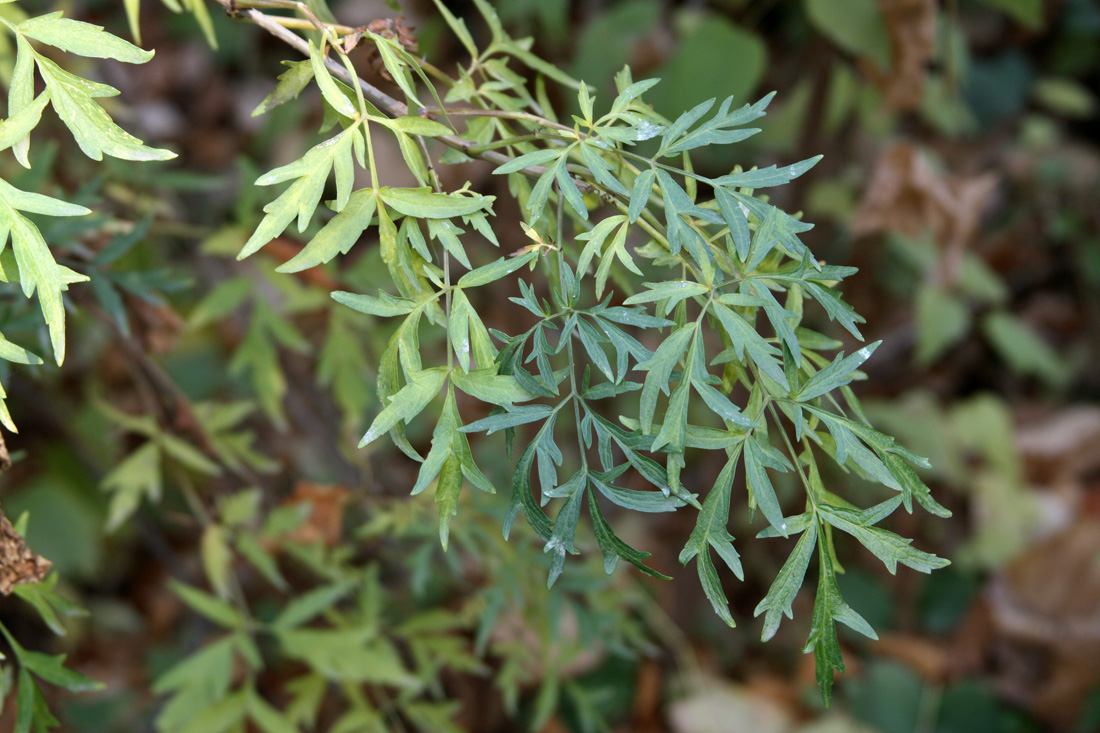 Image of Sambucus nigra f. laciniata specimen.