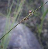 Juncus filiformis. Часть плодоносящего побега. Ханты-Мансийский автономный округ — Югра, Октябрьский р-н, сельское поселение Курымкары, окр. пос. Горнореченск, левый берег р. Обь, песчаная отмель. 05.09.2022.