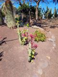 Euphorbia neococcinea