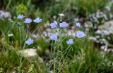 genus Linum