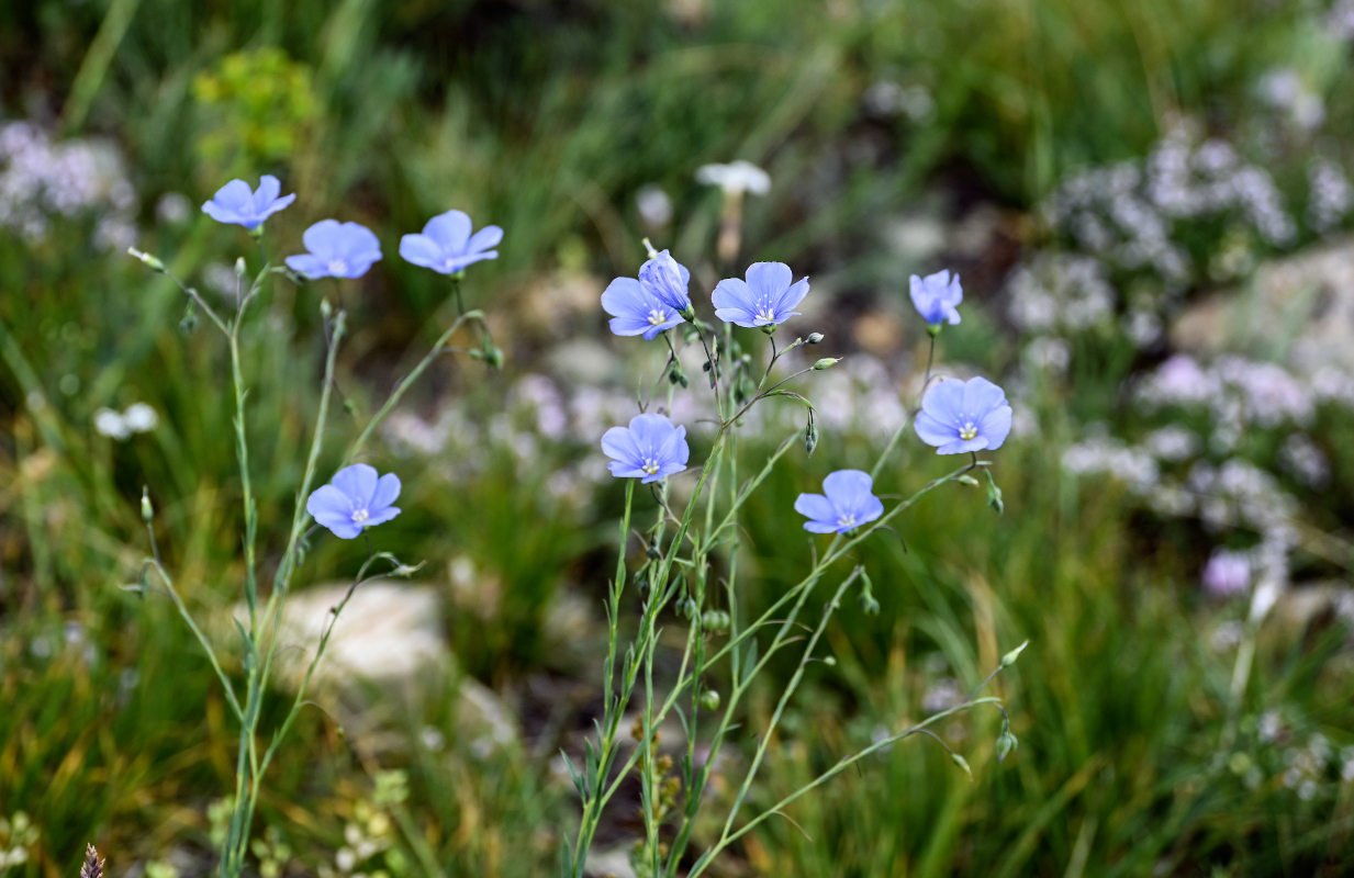 Изображение особи род Linum.