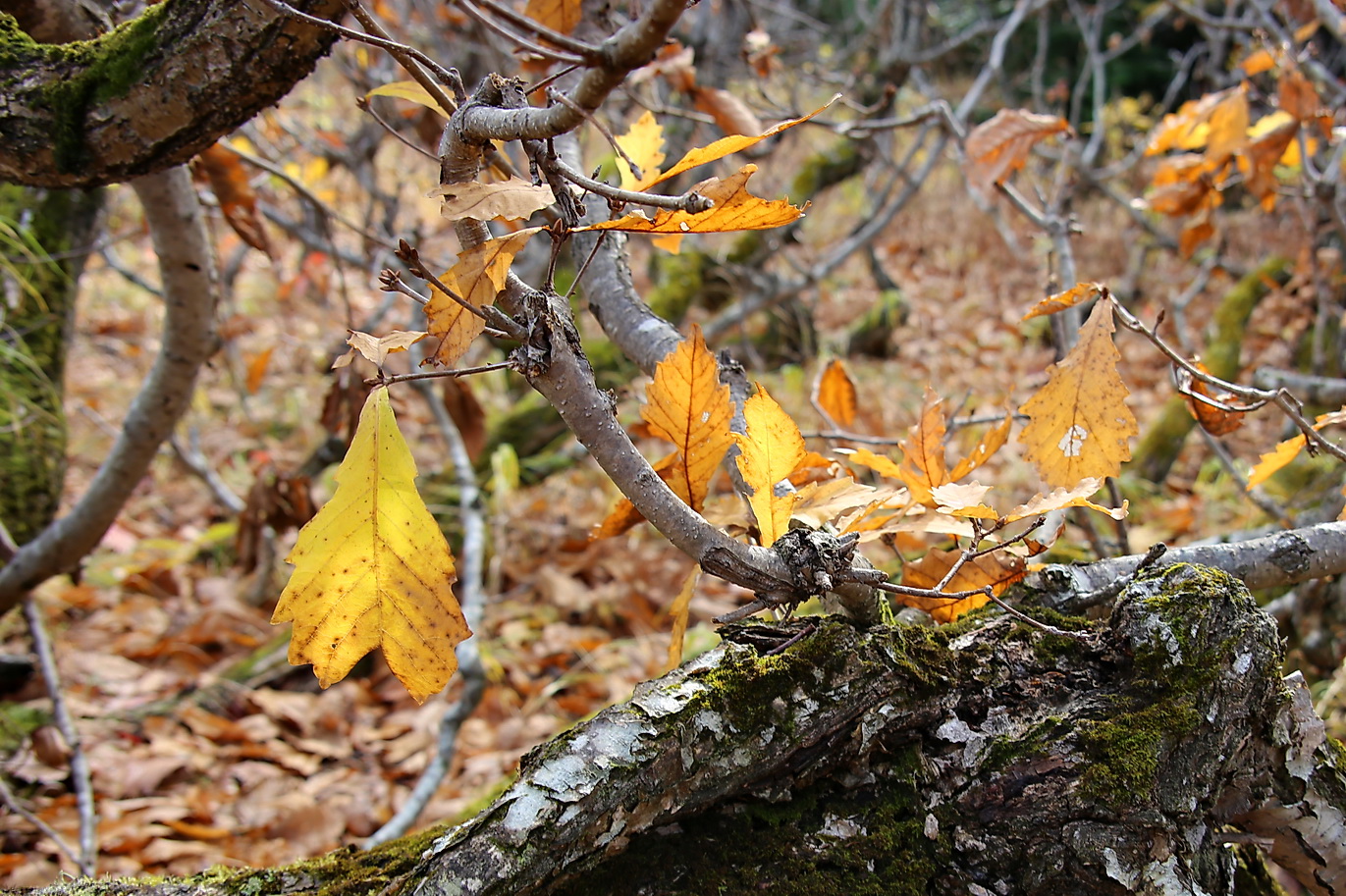 Image of Quercus mongolica specimen.