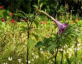 Datura metel