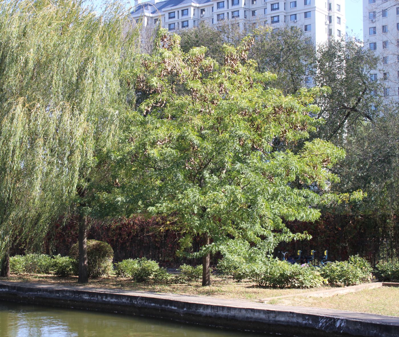 Image of Gleditsia japonica specimen.