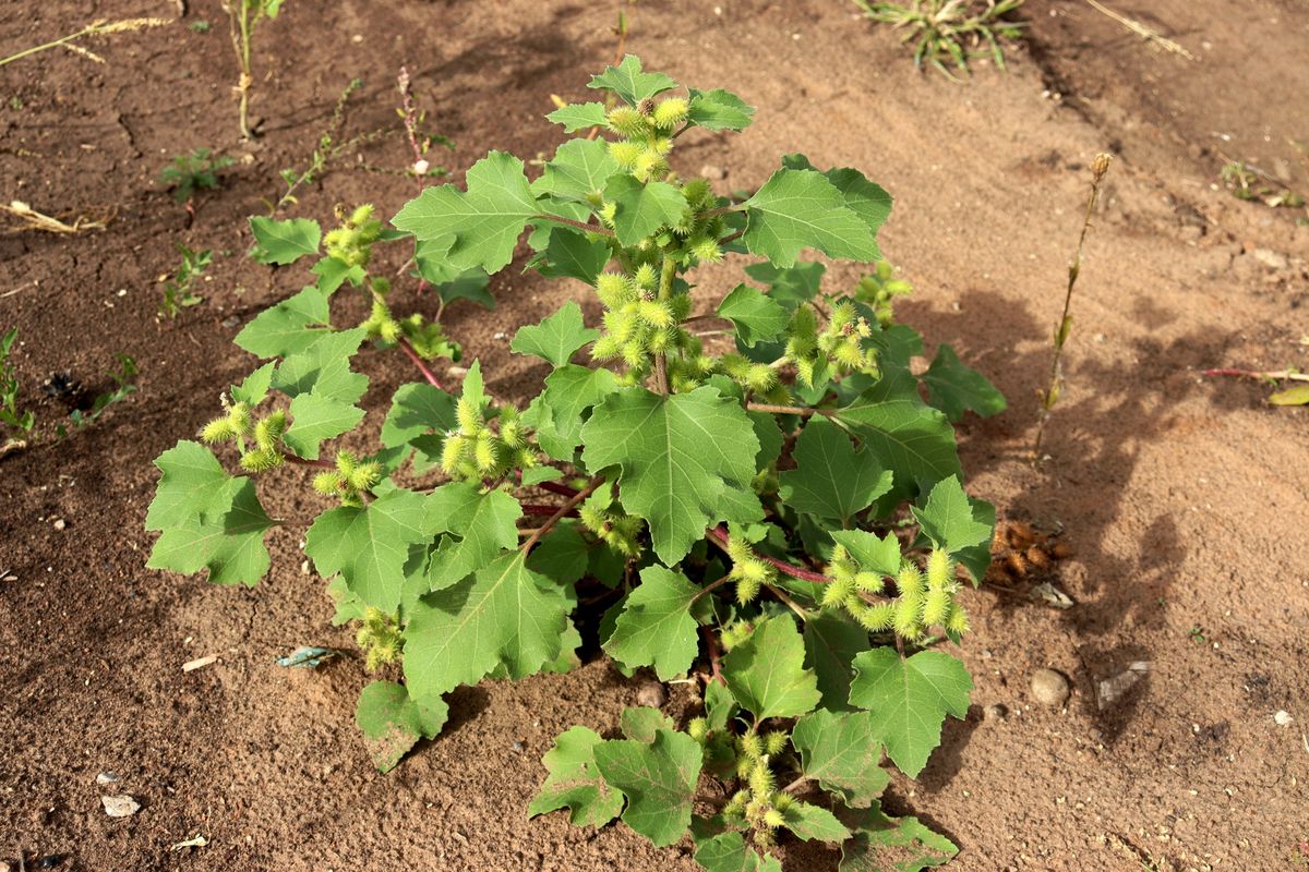 Image of Xanthium orientale specimen.