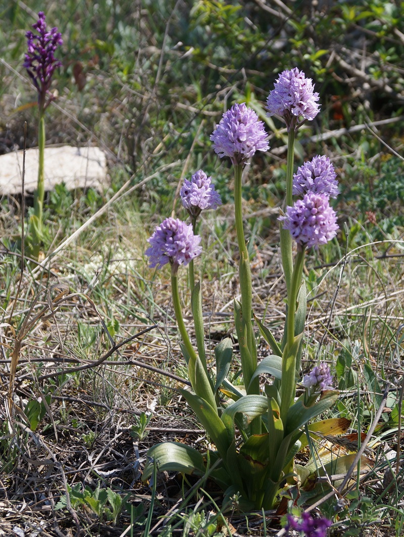 Изображение особи Neotinea tridentata.