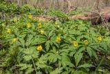 Anemone ranunculoides