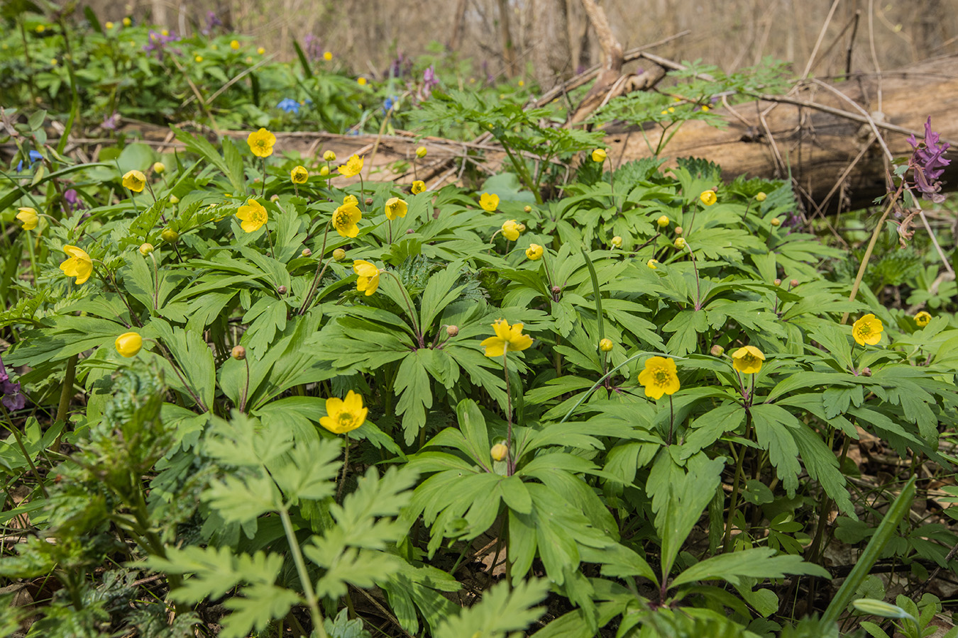 Изображение особи Anemone ranunculoides.