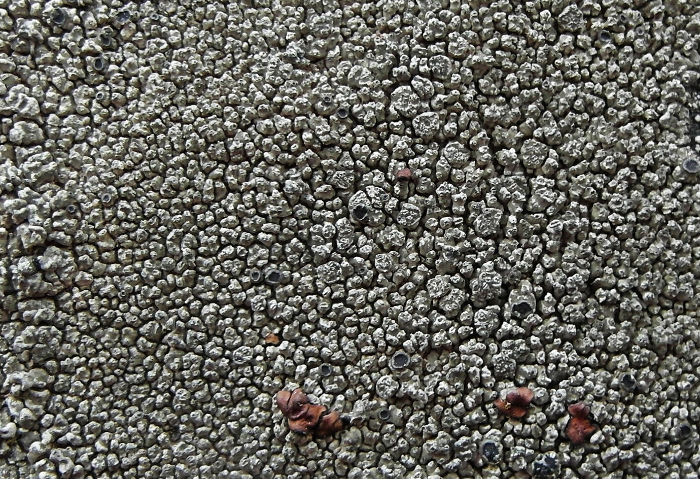 Image of Aspicilia epiglypta specimen.