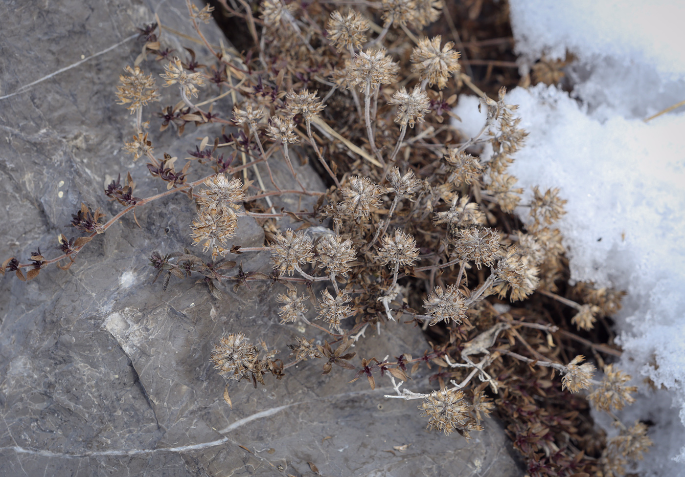 Image of genus Thymus specimen.