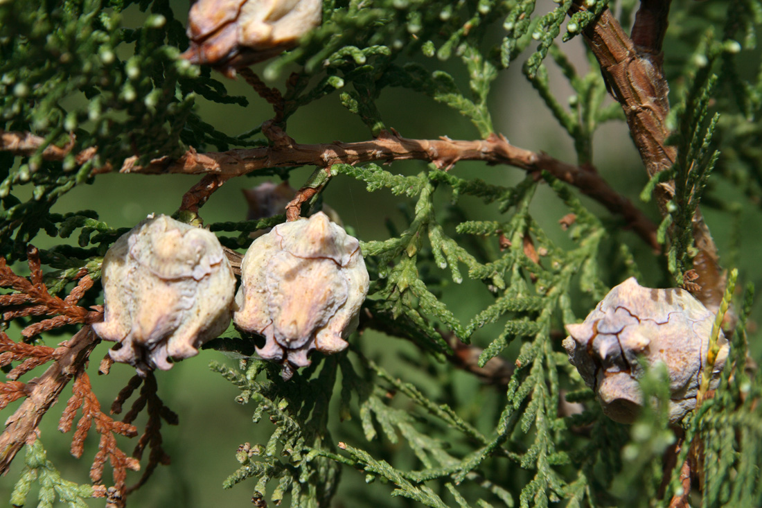 Изображение особи Platycladus orientalis.