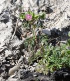 Malva aegyptia