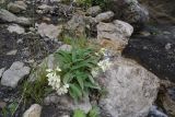 Betonica ossetica. Цветущее растение. Республика Ингушетия, Джейрахский р-н, окр. альплагеря \"Кязи\", выс. 2050 м н.у.м, берег ручья, между камней. 23 июля 2022 г.